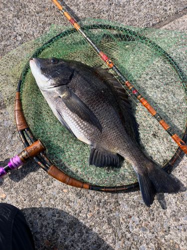 クロダイの釣果