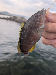 ホシササノハベラの釣果