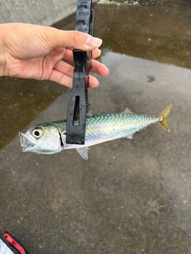 サバの釣果