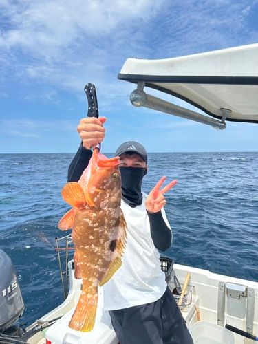 アコウの釣果