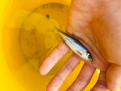 モロコの釣果