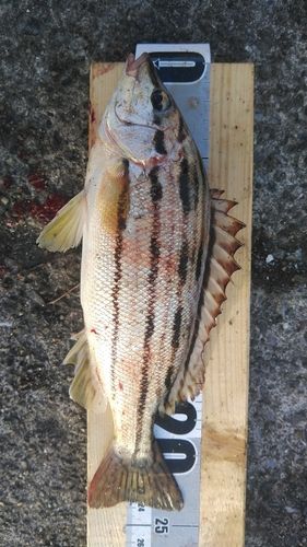 シマイサキの釣果
