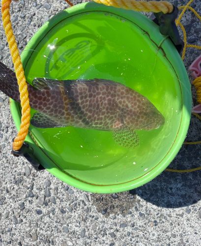 オオモンハタの釣果