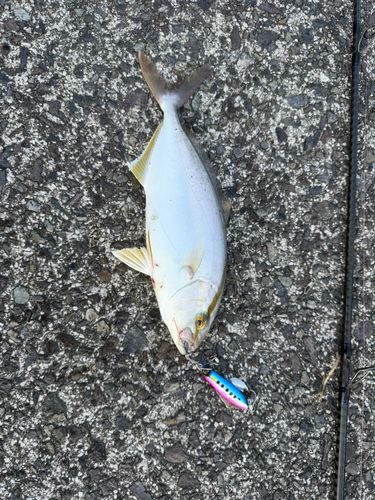 ネリゴの釣果