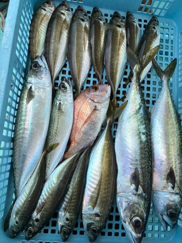 サバの釣果