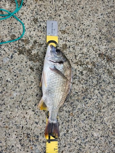 キチヌの釣果