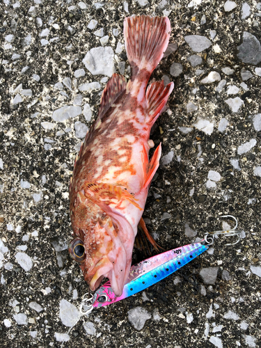 カサゴの釣果