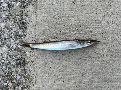 カマスの釣果