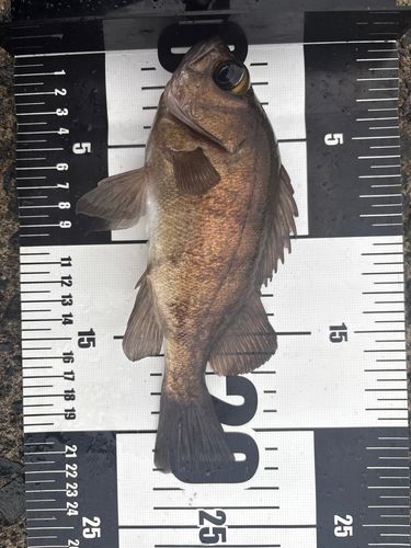 メバルの釣果