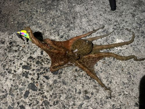 タコの釣果