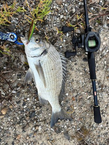 ミナミクロダイの釣果