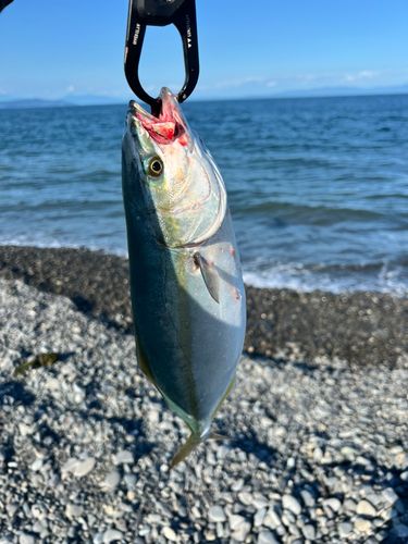 ワカシの釣果