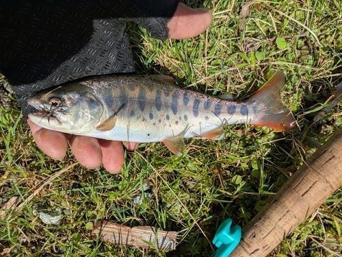 アマゴの釣果