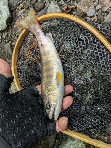 アマゴの釣果