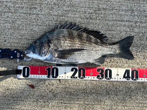クロダイの釣果