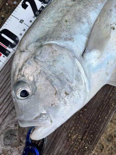 ロウニンアジの釣果