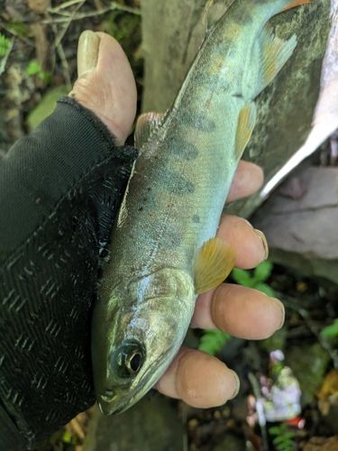 アマゴの釣果