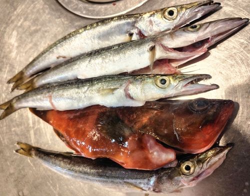 アカハタの釣果