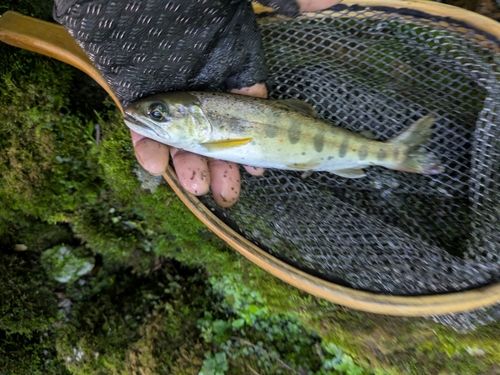 アマゴの釣果