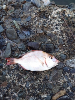 ソウダガツオの釣果