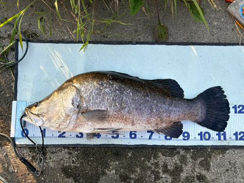 アカメの釣果