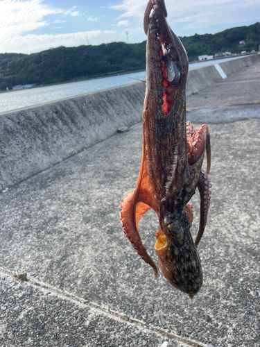 マダコの釣果