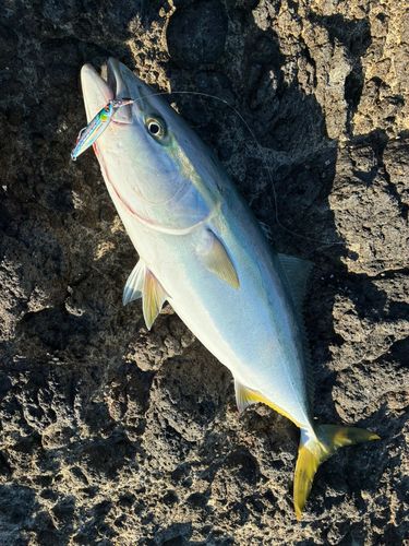 サワラの釣果