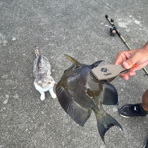 ヒメアイゴの釣果