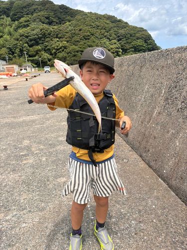 エソの釣果