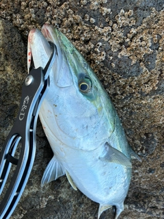 サワラの釣果