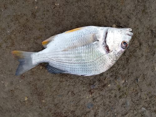 キビレの釣果