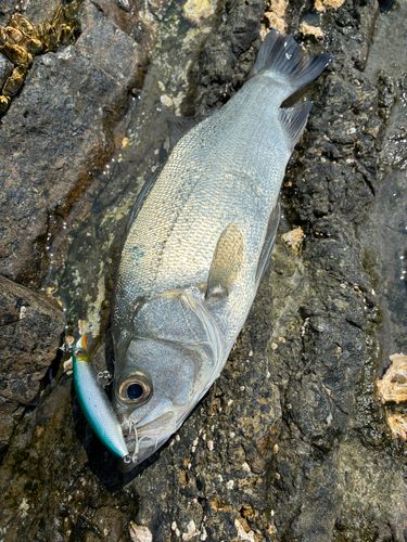 ヒラスズキの釣果