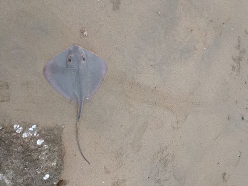 アカエイの釣果