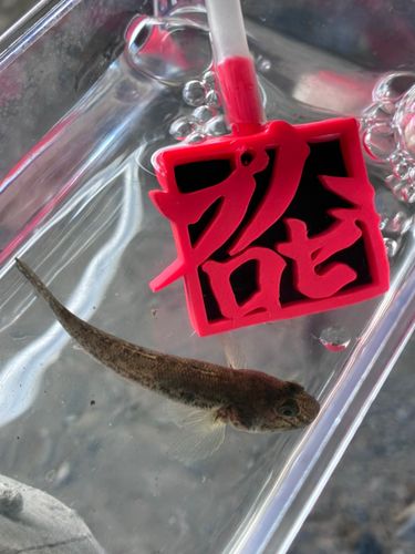 ハゼの釣果