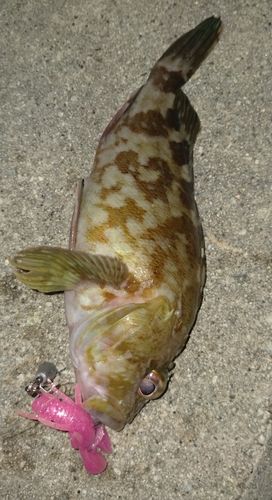 ガシラの釣果