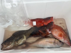 オオモンハタの釣果