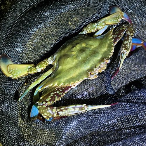 ガザミの釣果