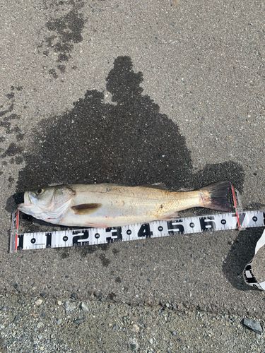 スズキの釣果