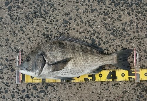 チヌの釣果