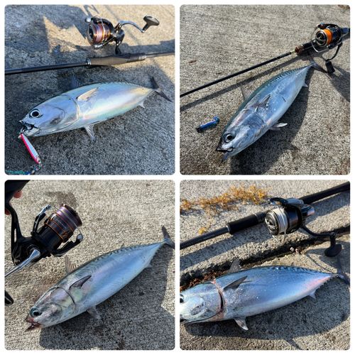 ソウダガツオの釣果
