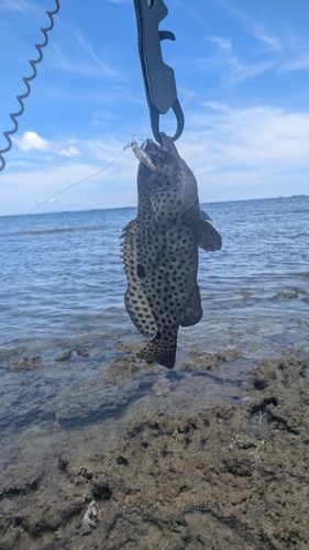 イシミーバイの釣果