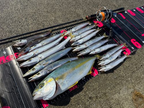 カマスの釣果