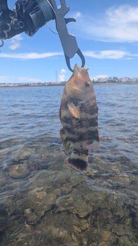 ヒロサーの釣果