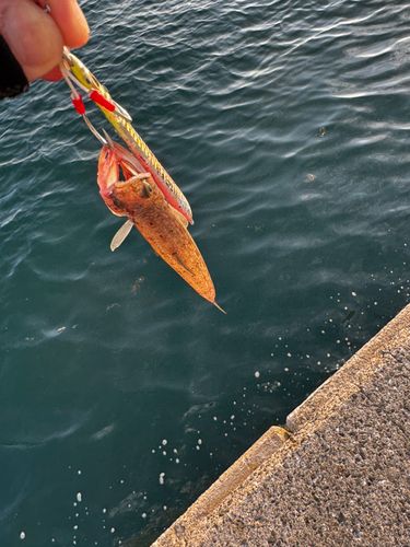 エソの釣果
