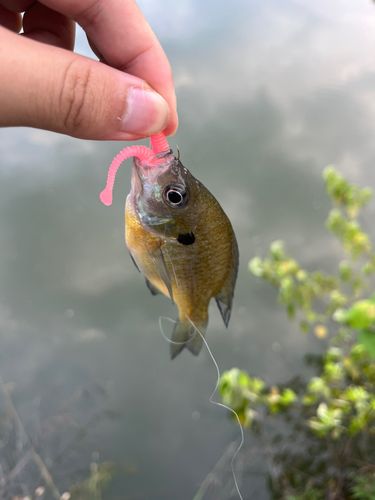 ブルーギルの釣果