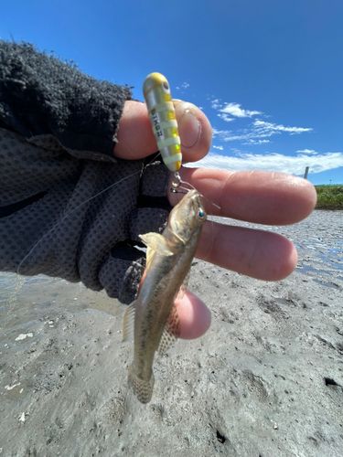 ハゼの釣果