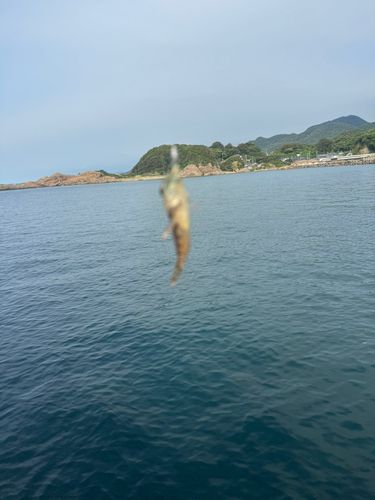 ハゼの釣果