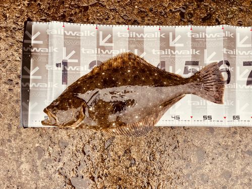 ヒラメの釣果