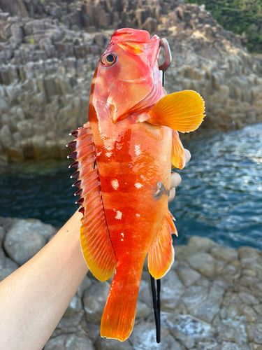 アカハタの釣果