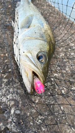 フッコ（マルスズキ）の釣果